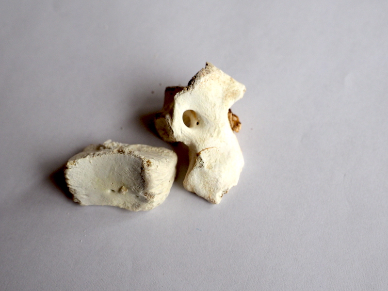 ラーメン店の廃棄とんこつで汚染水を浄化　鉛やカドミウム吸着