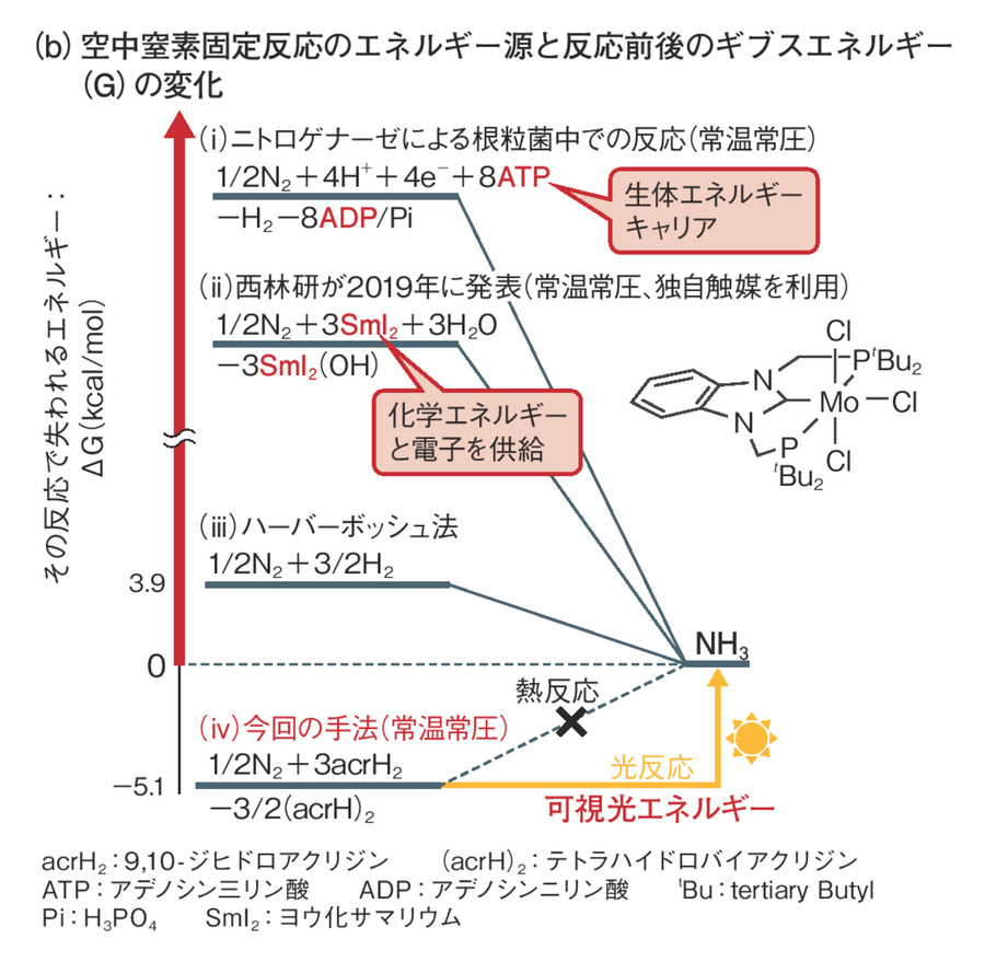 図4　生体での反応よりはるかに省エネ