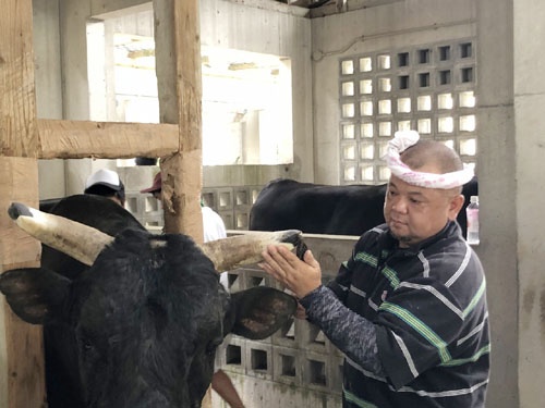 牛舎へ見学に行くと、出場前の牛の角にヤスリを掛けて鋭利に尖らせているではありませんか。「真剣勝負だからね」と。