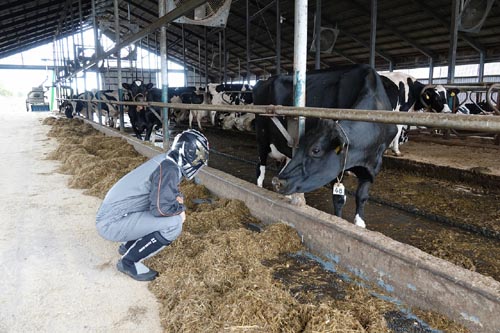 搾りたての牛乳を飲むのは子牛と観光客だけ 3ページ目 日経クロステック Xtech