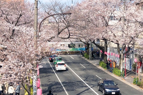 西武新宿線が中野通りと交差する箇所にある「新井薬師前第2号踏切」。桜のアーチの向こうに西武新宿線が横切る人気の撮影スポットだ。2019年3月に撮影（写真：大上 祐史）