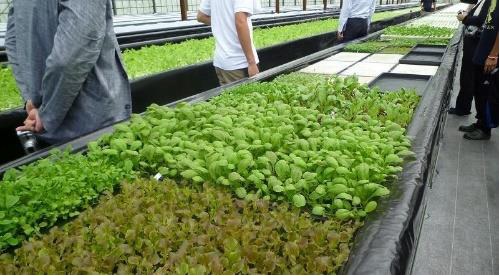 屋上に設ける、有機質肥料を用いた水耕栽培システムのイメージ（写真：三井不動産、竹中工務店）