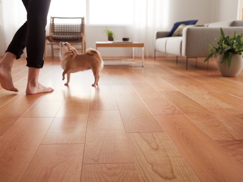 犬の足腰への負担を減らせる滑りにくい天然木フローリング 日経クロステック Xtech 犬の足腰への負担を減らせる滑りにくい天然木フローリング 日経クロステック Xtech