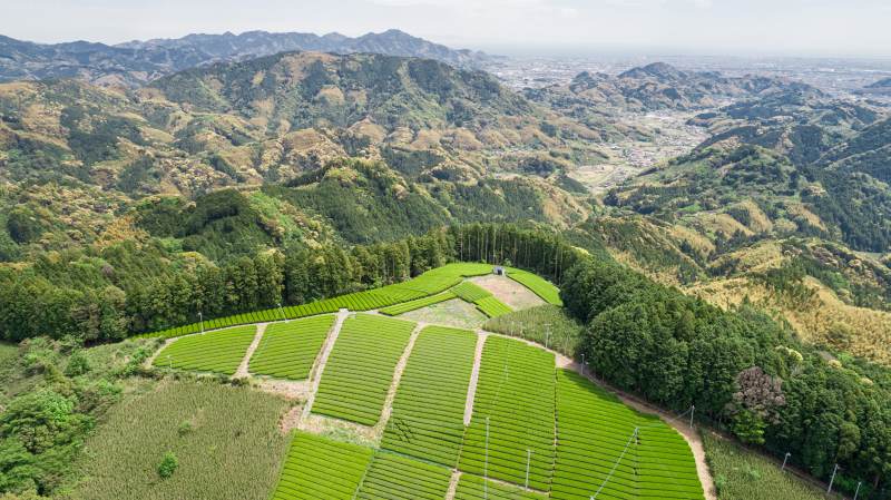 茶畑の「アズ・ア・サービス」が農家を救い、企業も得する | 日経