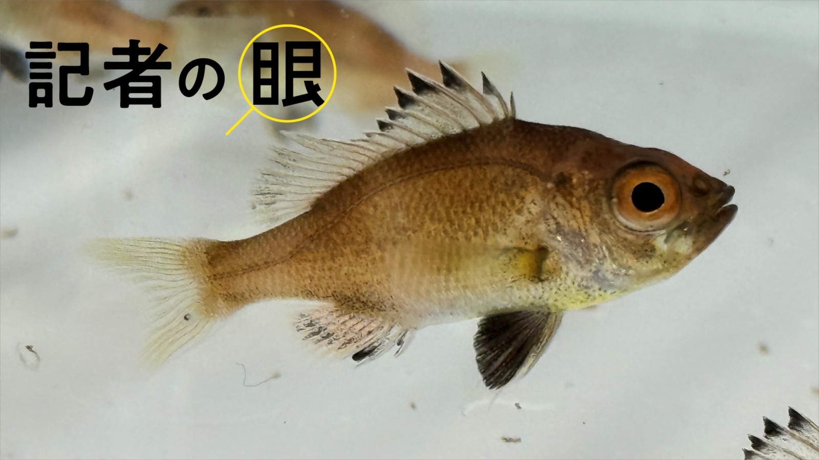 近大ノドグロ完全養殖、震災乗り越え食卓へ　生残率0.1％にブレークスルー