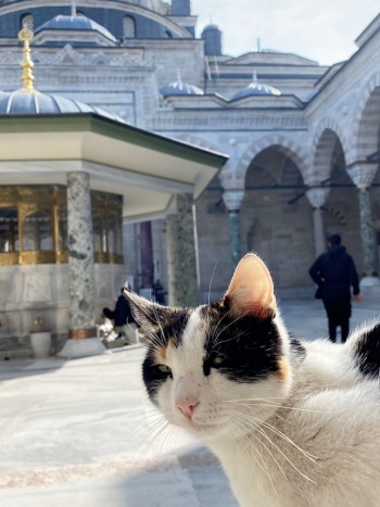 トルコは猫の多い国である