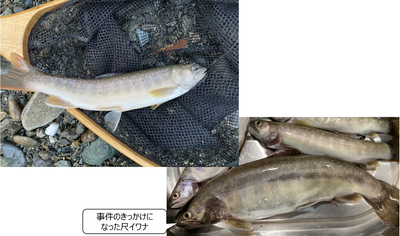 この日の釣果。何とか釣り上げた魚は全長1尺を超える「尺イワナ」だった