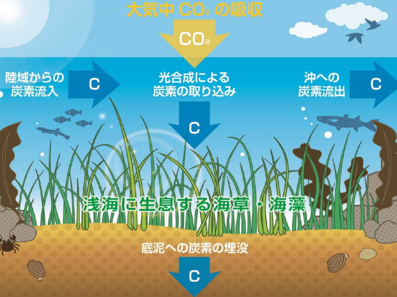 気候変動対策の切り札 ブルーカーボン生態系 日経クロステック Xtech