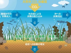 気候変動対策の切り札 ブルーカーボン生態系 日経クロステック Xtech