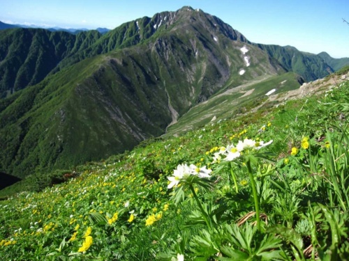 静岡県はリニア中央新幹線の南アルプストンネルの工事で高山植物や水生生物の生態系に影響が出ることを懸念している（資料：静岡県）
