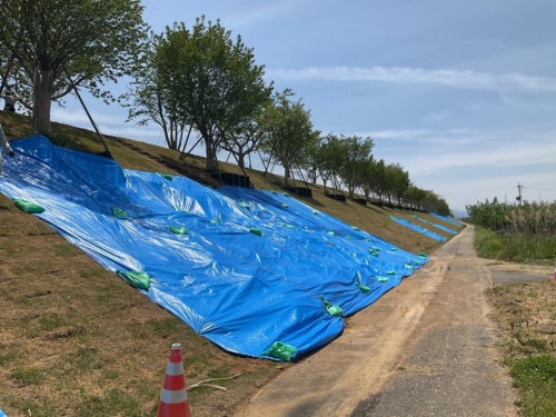 覆土が崩落した箇所はブルーシートで保護した。5月12日撮影(写真:国土交通省千曲川河川事務所)