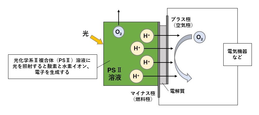 酸素と電気を生み出す 光合成建築 植物 生物由来で循環型社会を目指す 日経クロステック Xtech