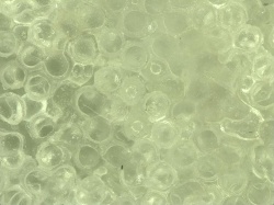 二酸化ケイ素を主成分とするガラスビースとアルコール、触媒を加熱して製造した硬化体を顕微鏡で見る。左の写真では粒子と粒子を接着している状況がわかる。右の写真は、粒子の隙間に接着成分が入り込んで一体化した状態(写真:東京大学酒井雄也研究室)