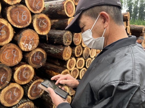 小国町森林組合は原木市場に電子入札アプリを導入した。市場は年間25回開催される（写真：小国町森林組合）