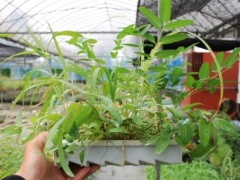 コーヒー豆の炭 が池のヘドロ化防ぐ 植栽基盤も現場でお手軽に 日経クロステック Xtech コーヒー豆の炭 が池のヘドロ化防ぐ 植栽基盤も現場でお手軽に 日経クロステック Xtech