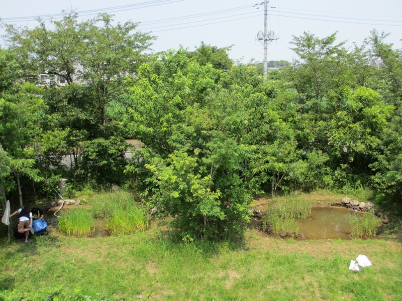 コーヒー豆の炭 が池のヘドロ化防ぐ 植栽基盤も現場でお手軽に 日経クロステック Xtech コーヒー豆の炭 が池のヘドロ化防ぐ 植栽基盤も現場でお手軽に 日経クロステック Xtech