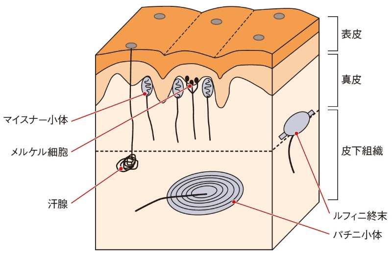 皮膚に分布するヒトの触覚センサー 指の表面変形を捉える 日経クロステック Xtech 皮膚に分布するヒトの触覚センサー 指の表面変形を捉える 日経クロステック Xtech