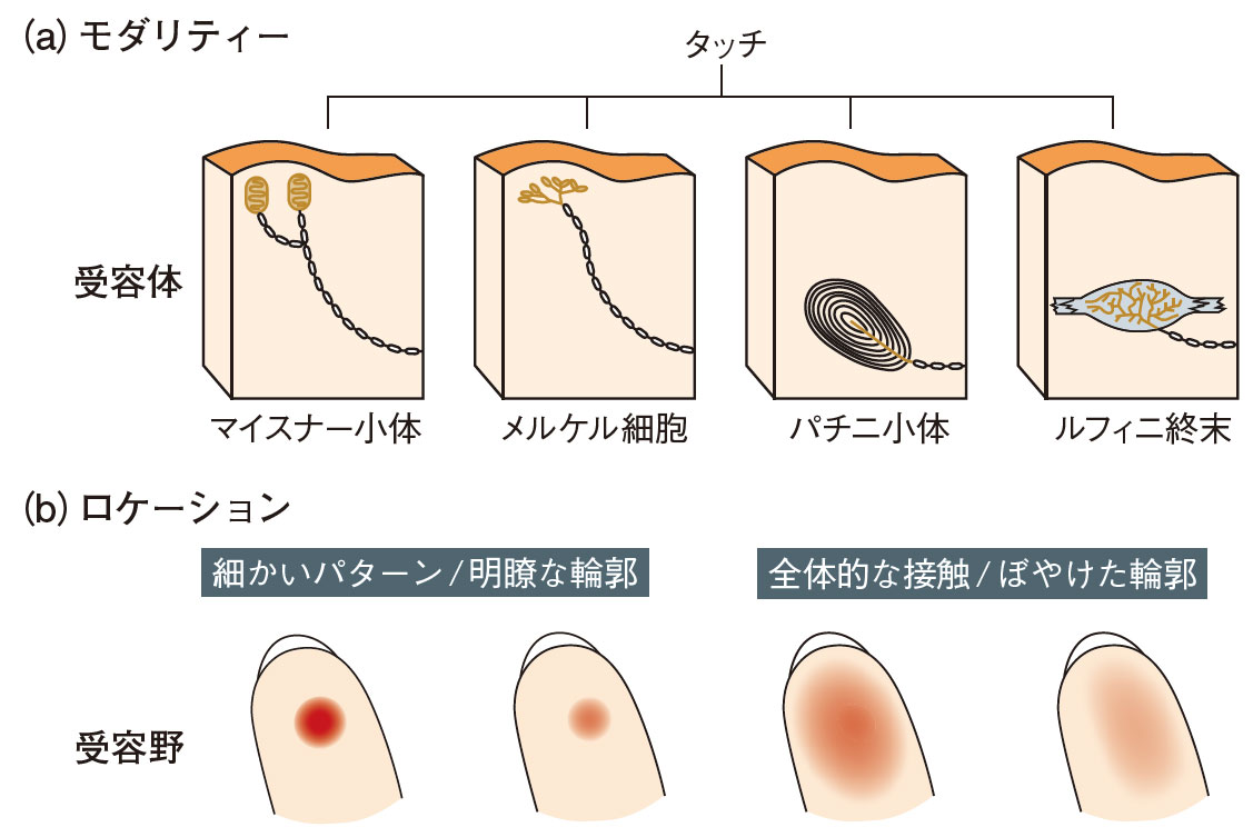 考える皮膚 : 触覚文化論 考える皮膚 触覚文化論(増補新版) | 港 千尋 |本 | 通販 | Amazon