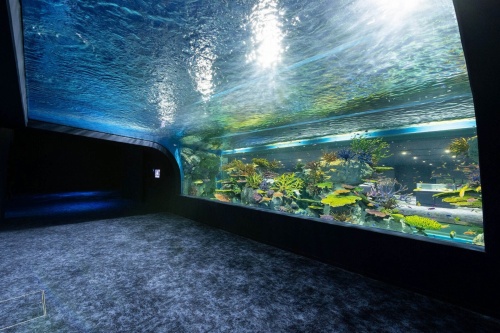 映像技術を駆使したエンタメ型水族館が那覇空港近くで開業 日経クロステック Xtech 映像技術を駆使したエンタメ型水族館が那覇空港近くで開業 日経クロステック Xtech