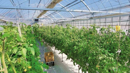 ハウス内の様子。高知県の農業産出額の約8割が野菜や果実、花きなどの園芸品目