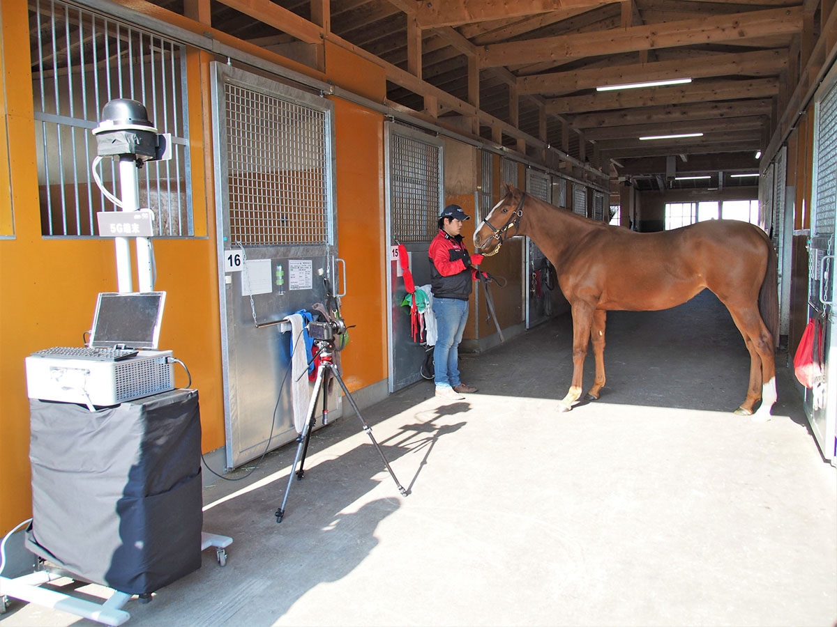 北海道新冠郡新冠町で実施された実証実験の様子。8Kカメラで軽種馬を撮影し、5Gで伝送することで軽種馬の細かな部分の育成具合を確認できるという。写真は2019年11月13日の「8Kライブ映像を活用した軽種馬育成支援の実証試験」より（筆者撮影） 