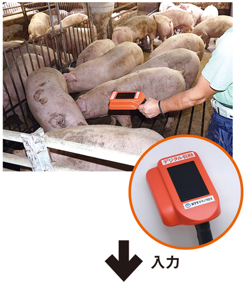 Aiで豚の体重ぴたり トントン拍子で進む畜産テック 日経クロステック Xtech