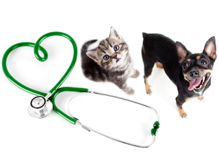 動物と心通わす日が来る ドラえもん 動物語ヘッドホン の達成法を考えた 日経クロステック Xtech