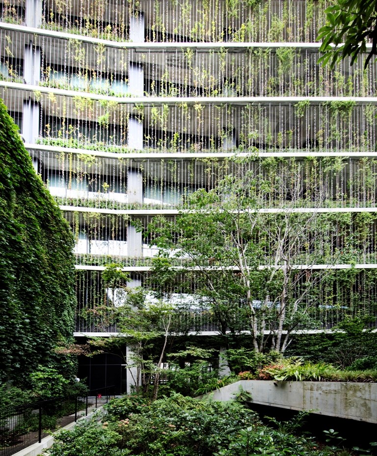 緑の環境設計 サツマイモで省エネに！都心のビル屋上で広がる「芋緑化