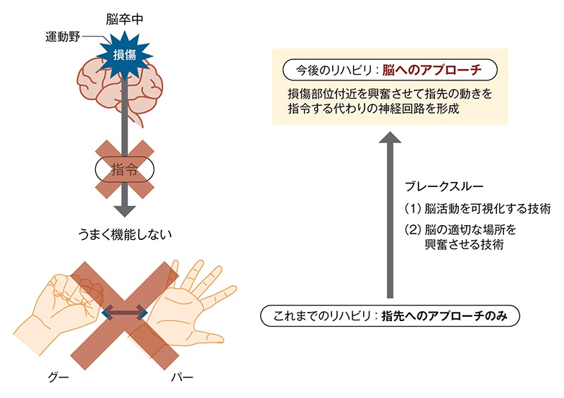 運動と脳活動はどう関係するのか リハビリで脳を 治す 方法とは 日経クロステック Xtech
