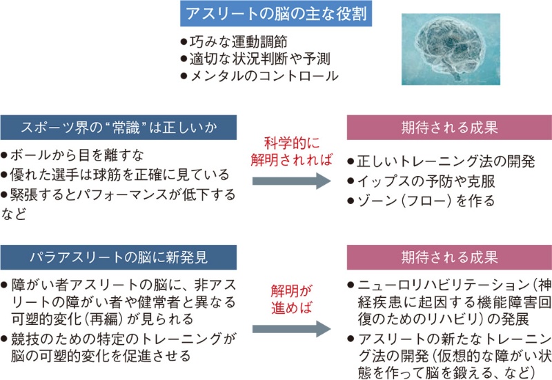 パラリンピアンの驚異の脳 障害と訓練で回路が超再編 日経クロステック Xtech