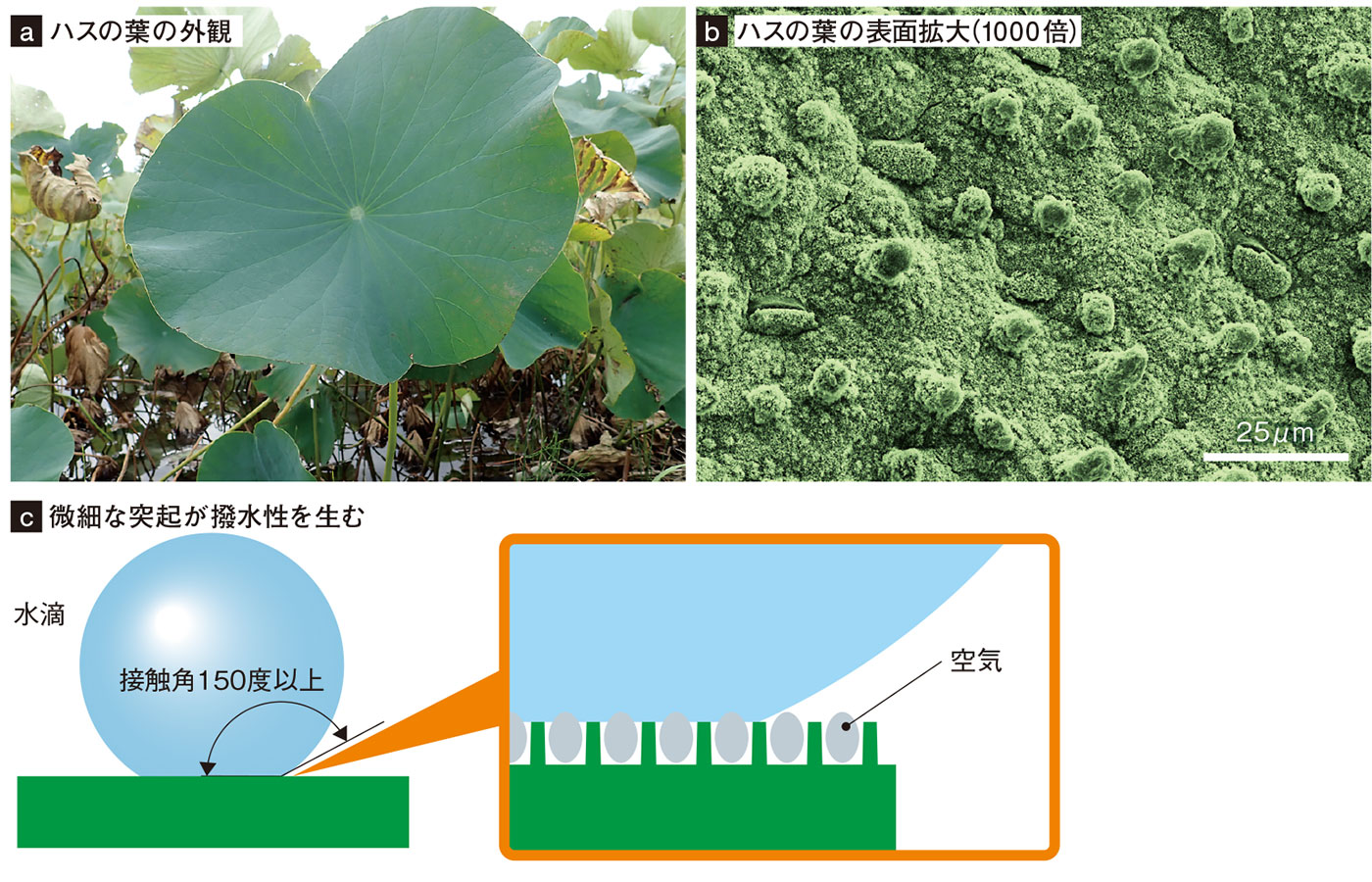 図1　撥水性があるハスの葉表面の微細構造