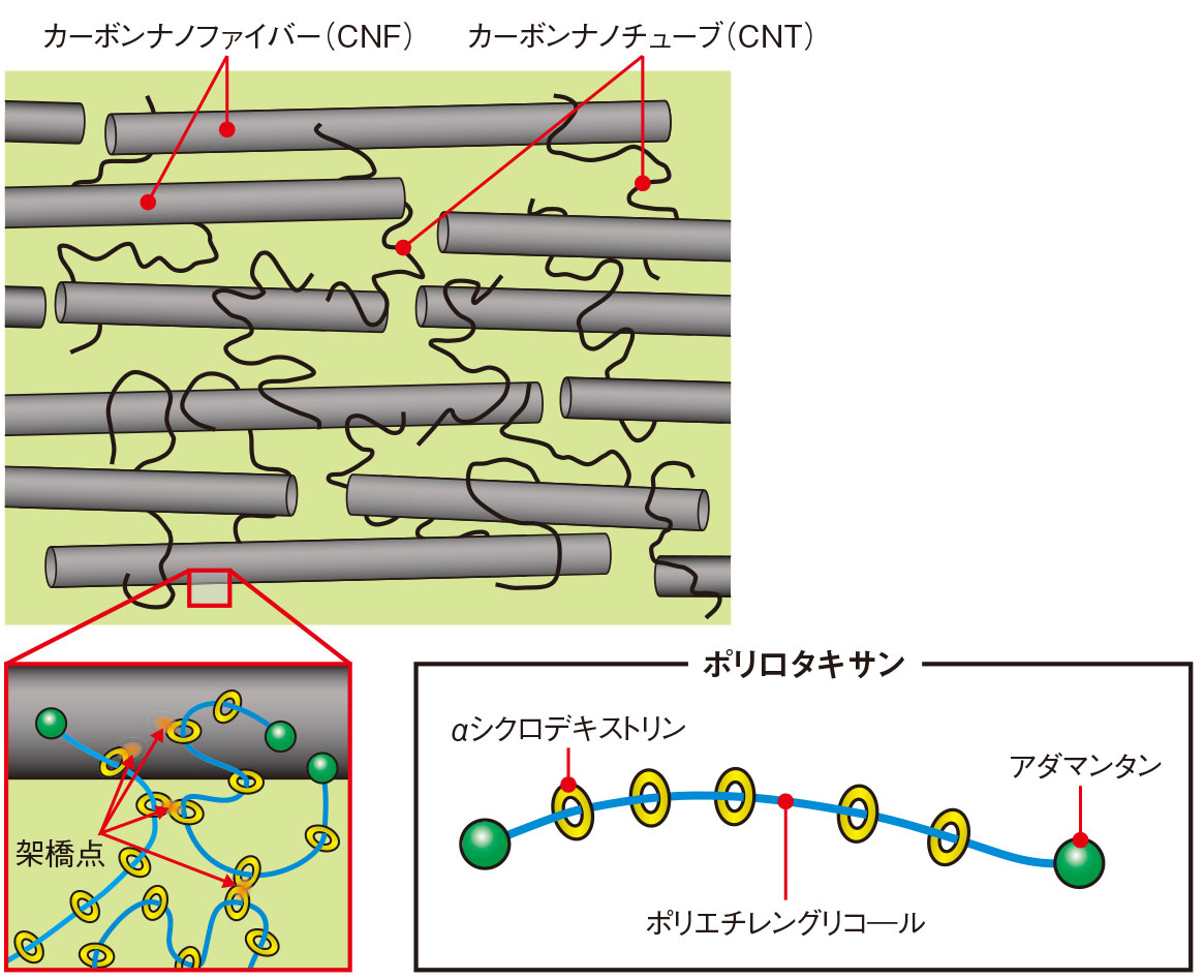 図3　ポリロタキサンで柔軟性を確保