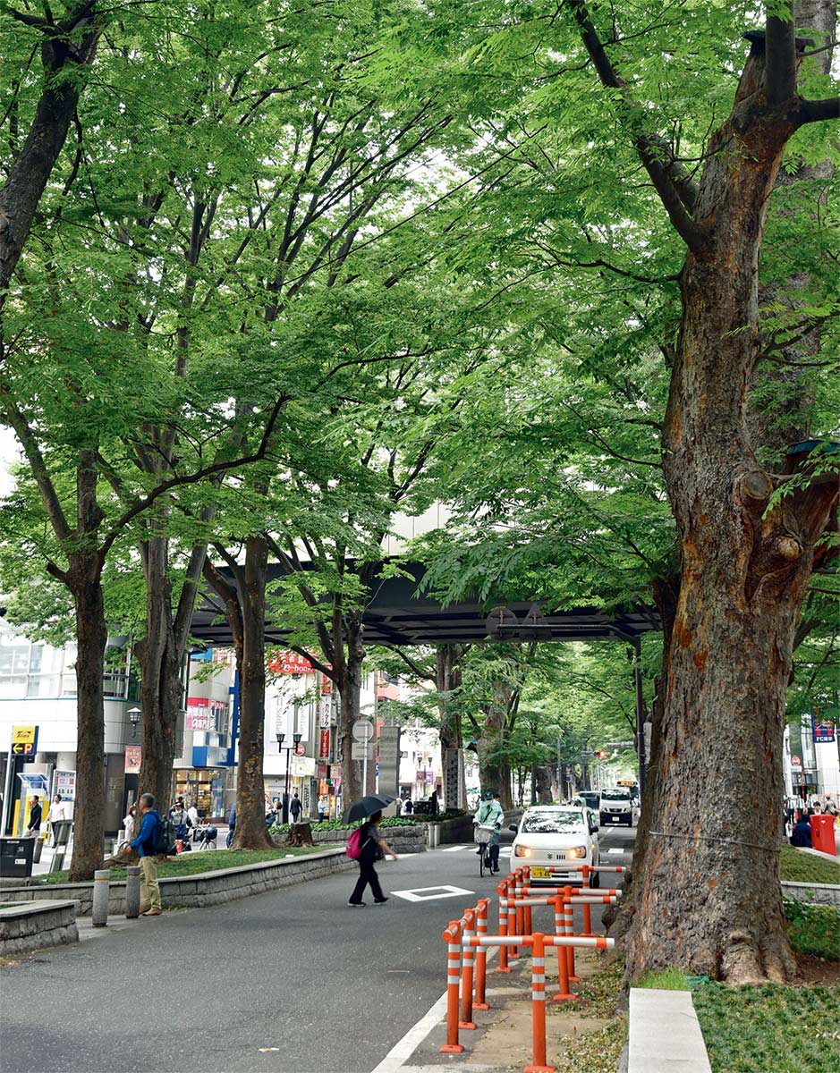 京王線府中駅付近のけやき並木通り。東京都府中市が維持管理を包括的民間委託する市道の1つ（写真：日経クロステック）