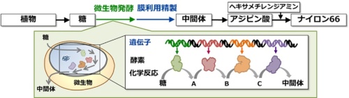 図2　微生物による発酵技術