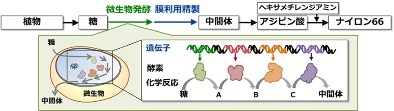 東レがポリアミドの原料をバイオ化 カギは新しい微生物の発見 日経クロステック Xtech 東レがポリアミドの原料をバイオ化 カギは新しい微生物の発見 日経クロステック Xtech