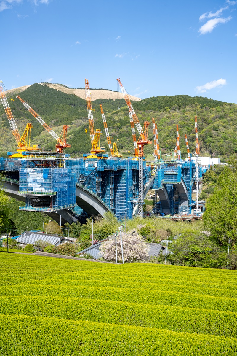 現場近くには茶畑が広がる（写真：大村 拓也）