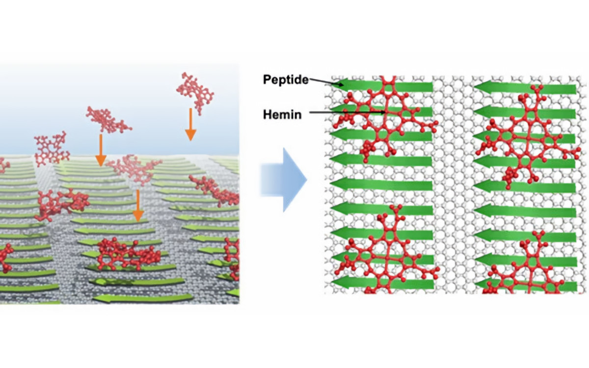 左は、グラファイト表面に規則正しく自己組織化したペプチド（緑）にヘミン分子（赤）が自発的に吸着する様子を示した模式図。右は、最終的に形成されるグラファイト表面でのペプチド（緑）とヘミン分子（赤）から成る複合分子集合体を上から見た図（出所：東京工業大学）