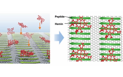 左は、グラファイト表面に規則正しく自己組織化したペプチド(緑)にヘミン分子(赤)が自発的に吸着する様子を示した模式図。右は、最終的に形成されるグラファイト表面でのペプチド(緑)とヘミン分子(赤)から成る複合分子集合体を上から見た図(出所:東京工業大学)