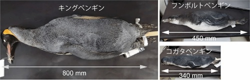背中の毛の間隔の計測に用いたキングペンギン、フンボルトペンギン、コガタペンギンの剥製標本。山階鳥類研究所が所蔵しているもの（出所：東京工業大学、山階鳥類研究所）
