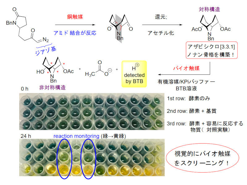 分子科学研究所がハロゲン触媒を開発、少量で有機合成反応