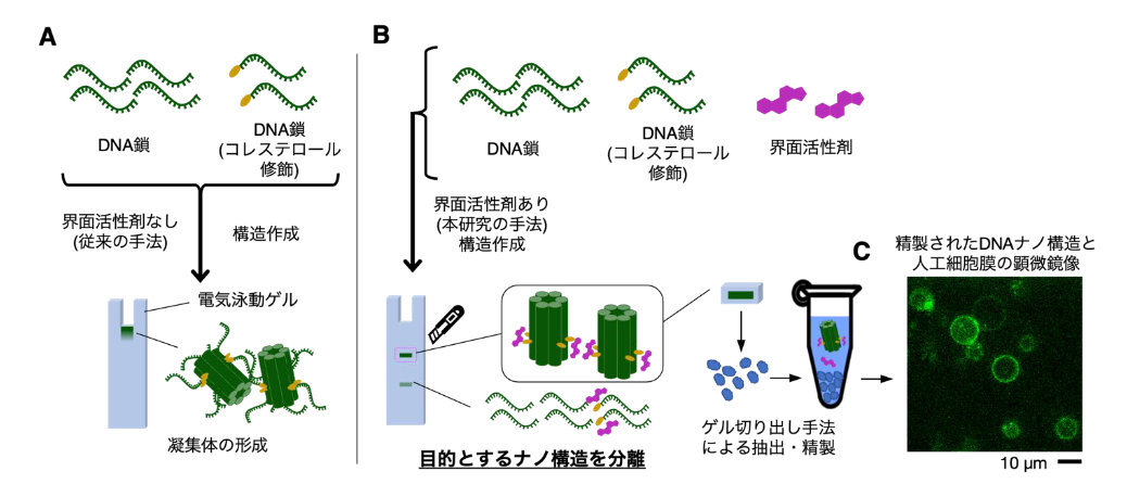 九州工業大学などがDNAナノデバイスの新精製法、分子ロボット高機能化