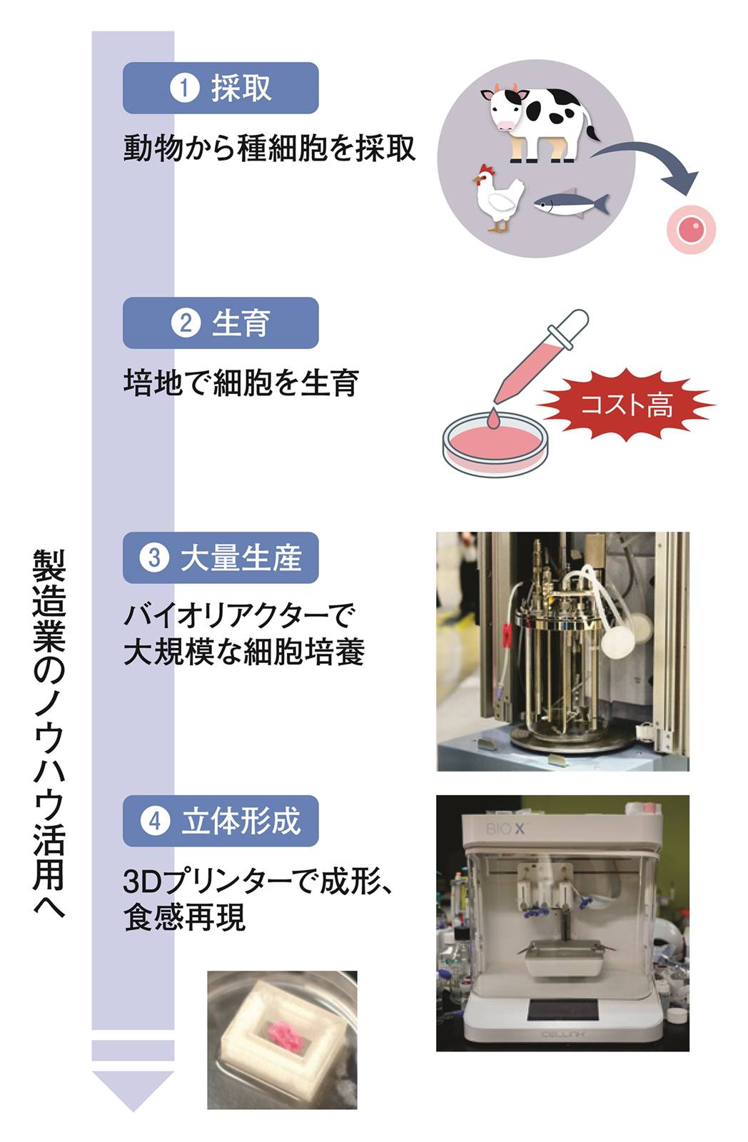 大量生産と立体形成（3次元組織構築）などで製造業のノウハウが必要とされている