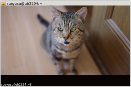 図9 Kittyの端末内に画像を表示した様子