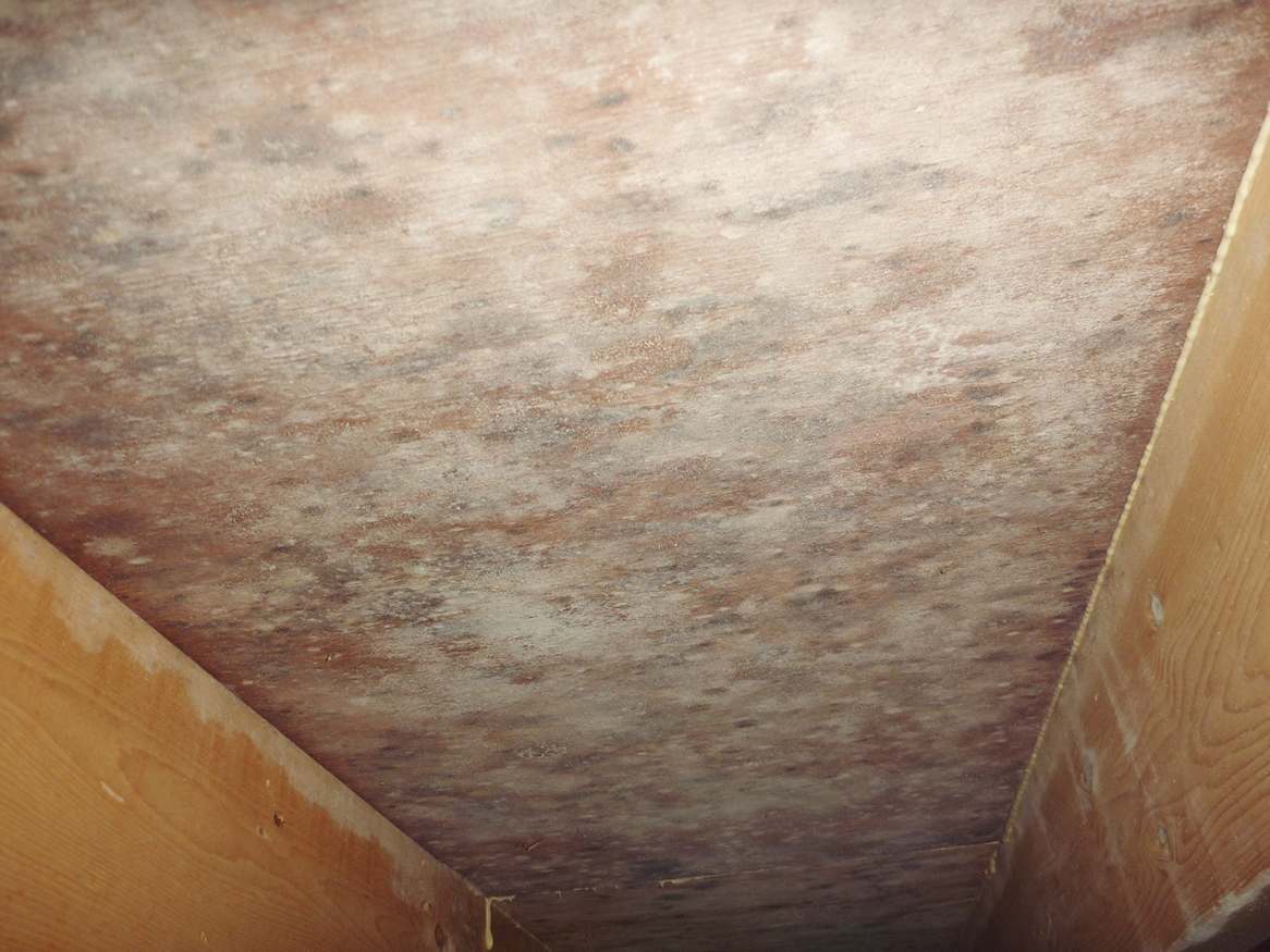 医師が危機感、住宅に広がるカビ汚染4選 | 日経クロステック（xTECH）