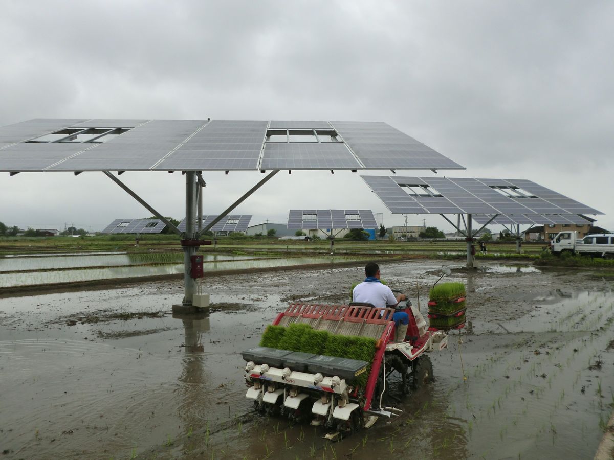 天理の田んぼで、2軸追尾型による営農型太陽光 | 日経クロステック