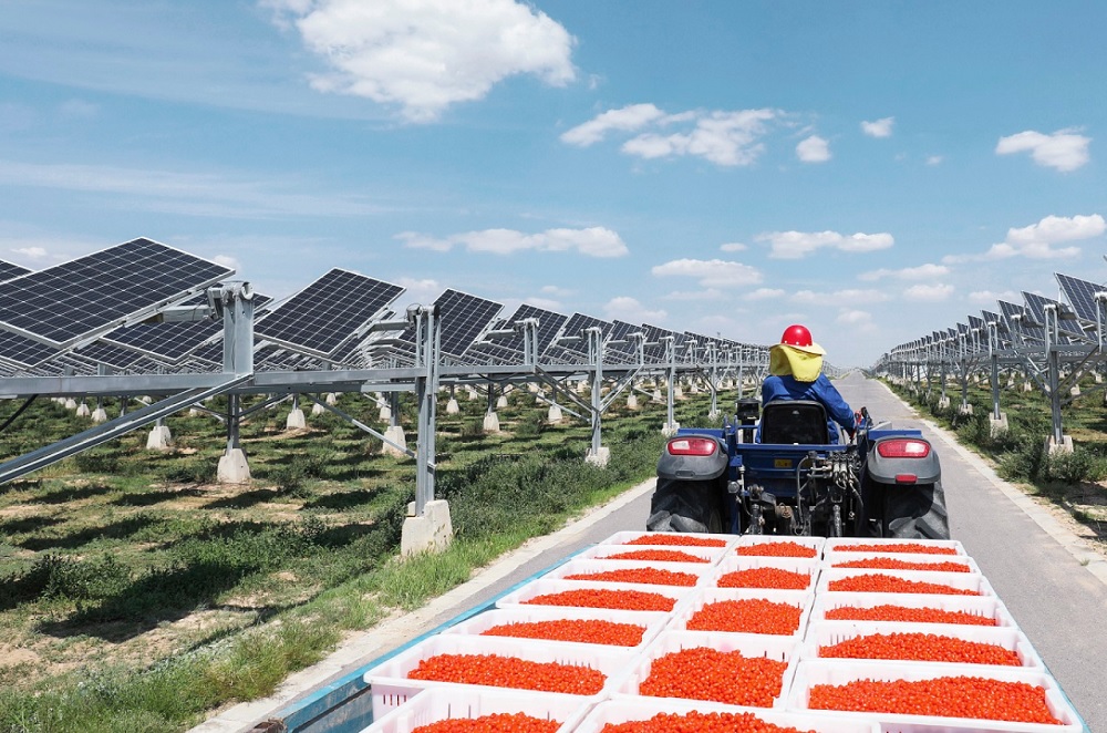 図2● バオフェン・グループとファーウェイが開発した営農型太陽光発電所。従業員が運搬しているのは、収穫したクコの実