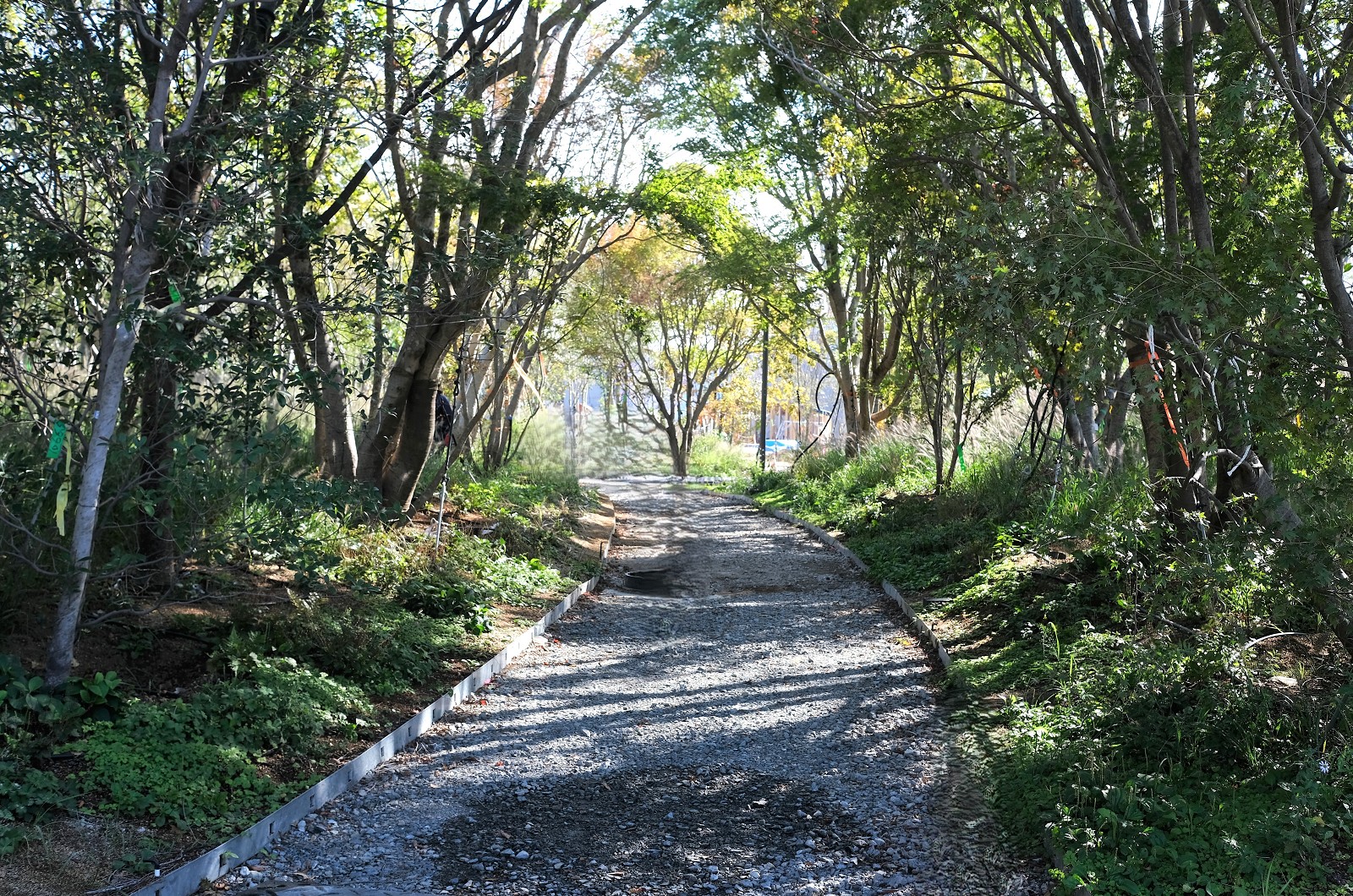 万博会場中央に「静けさの森」、1500本の樹木を個体管理して