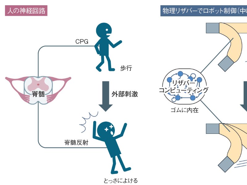 脊髄反射を物理リザバーで再現、人の動きに近づくロボット制御