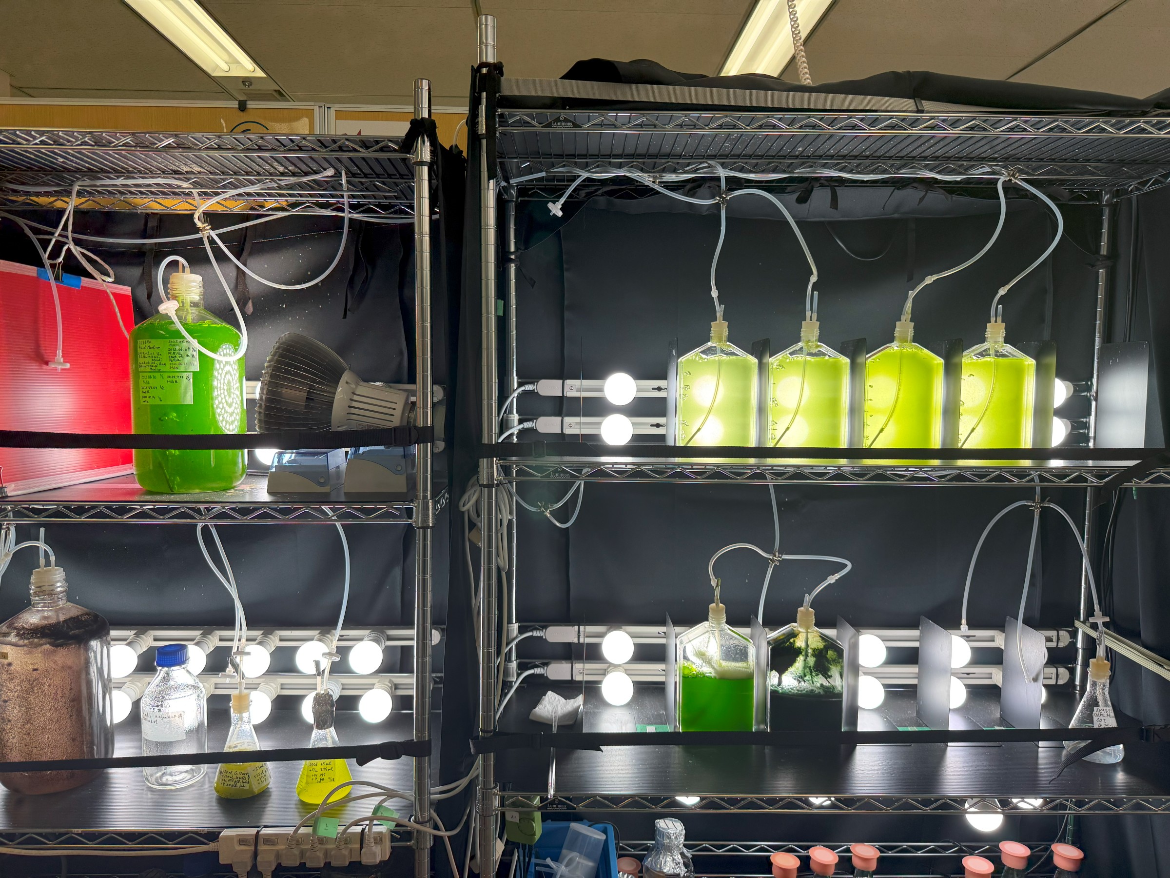 万博・日本館の主役は微細藻類ものづくり、発電所のCO2で大量培養も（2