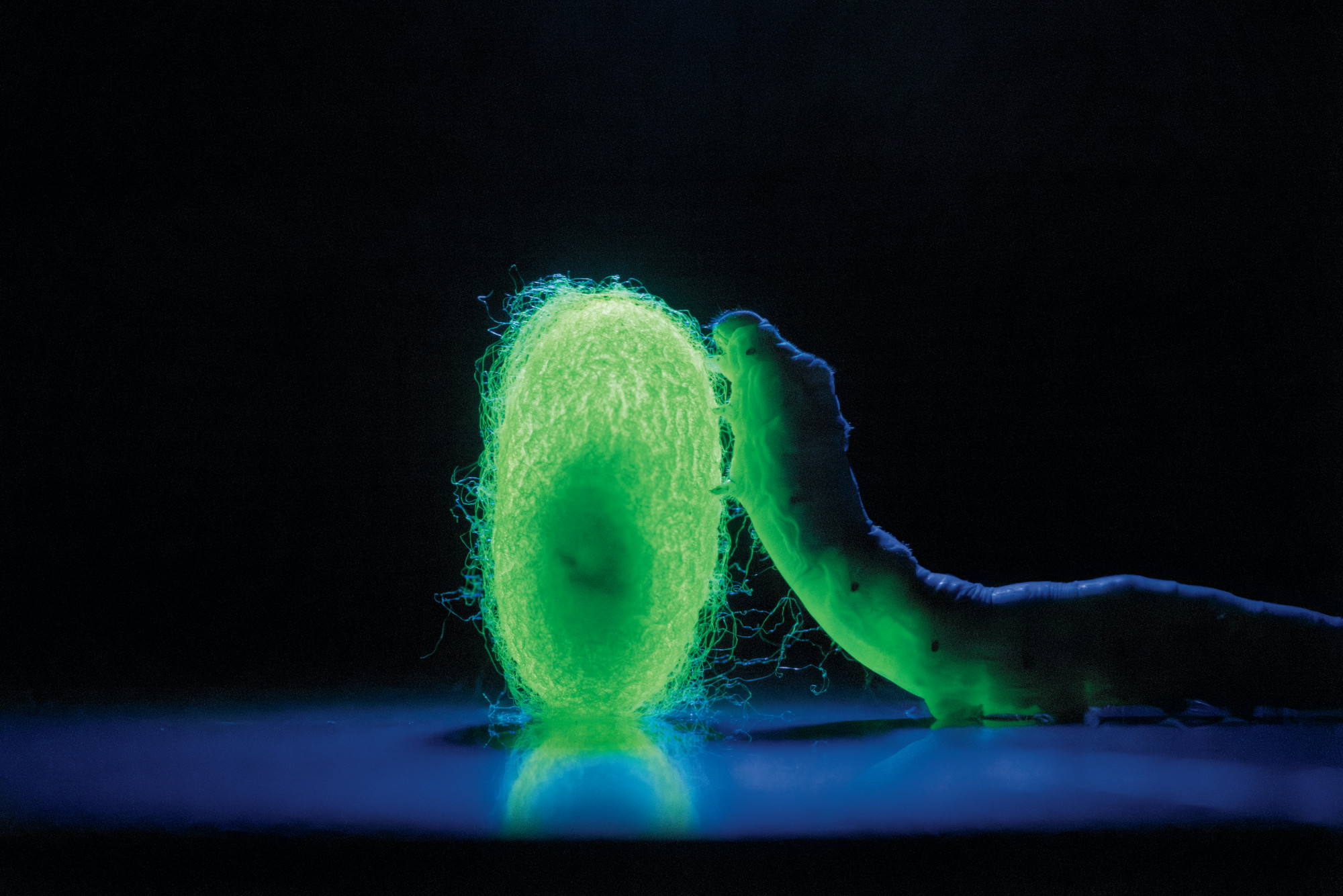 この遺伝子組み換え蚕は、クモの糸に非常に近い糸を作る。米クレイグ・バイオクラフト・ラボラトリーズが開発した。発光遺伝子が導入されているため、紫外線を当ててフィルター越しに見ると光を放つ。（写真：MARK THIESSEN, NGM STAFF） 